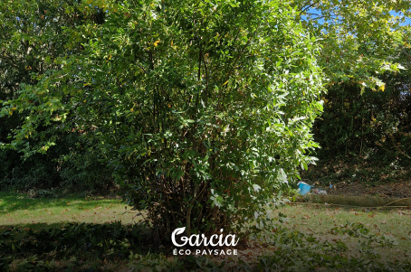 Taille d'un laurier sauce