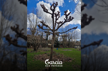 Taille d'un mûrier platane